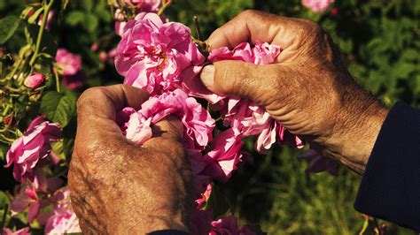 Watch The Flowers that Make Chanel No.5 